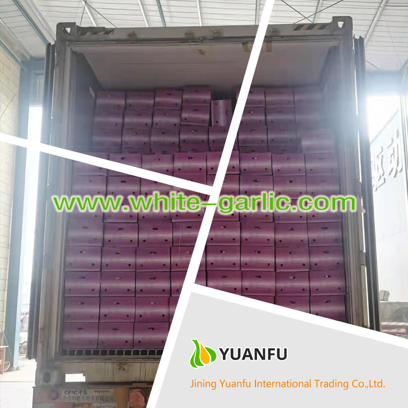 garlic exporters garlic exporters